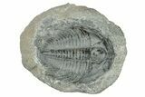 Upper Cambrain Trilobite (Labiostria) Pos/Neg - British Columbia #246618-2